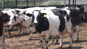 lewin����-(�й�)���޹�˾�ٷ���վ