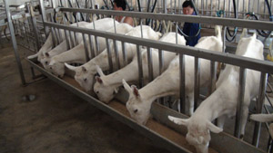 lewin����-(�й�)���޹�˾�ٷ���վ