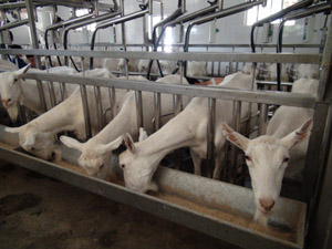 lewin����-(�й�)���޹�˾�ٷ���վ